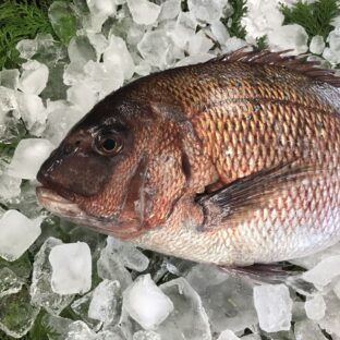 特大真鯛１尾（養殖活き〆）2.5kg前後送料無料 マダイ 鯛 タイ高級魚
